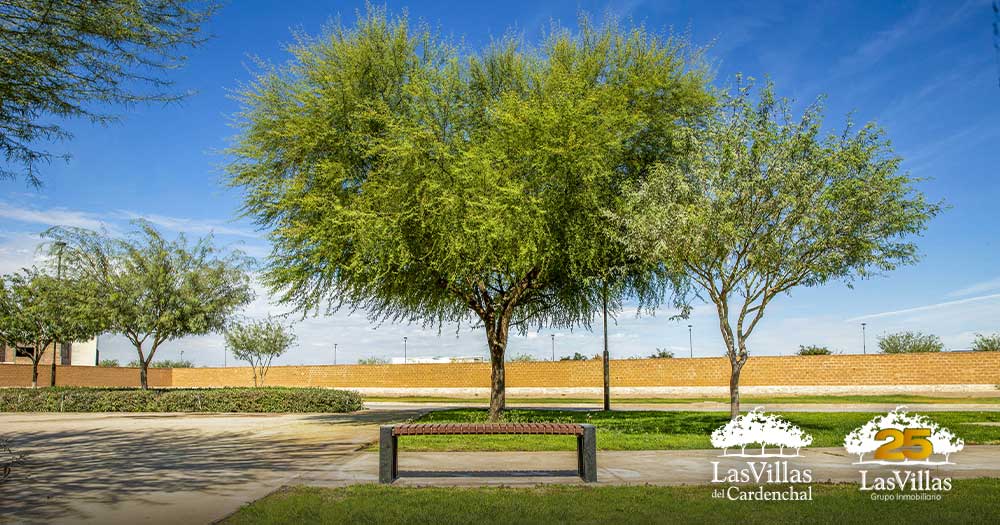 invertir-terrenos-2026-villas-cardenchal