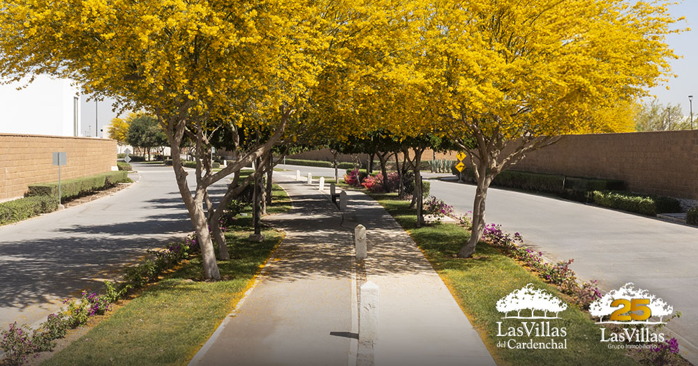 desarrollos residenciales en Torreón terrenos residenciales inversión patrimonial plusvalía inmobiliaria vivir en Torreón Las Villas del Cardenchal